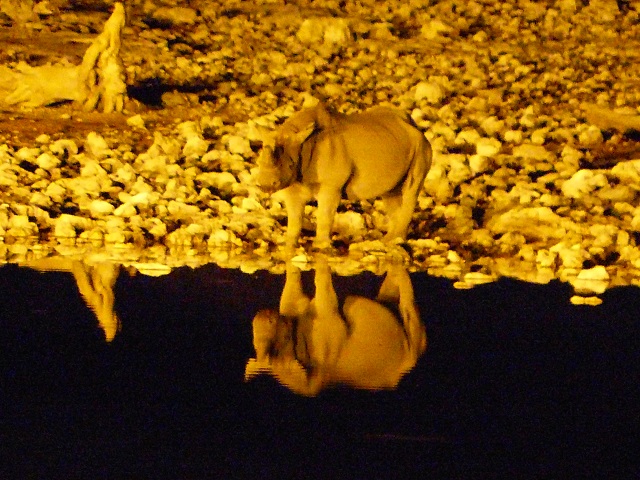 Rhinoceros